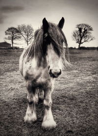 Horse standing on field