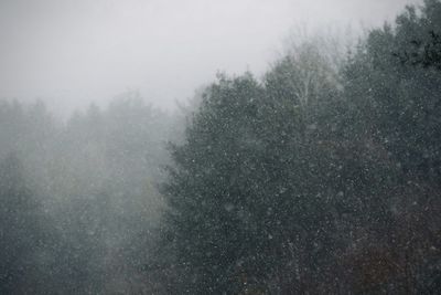 Pine trees in the snow