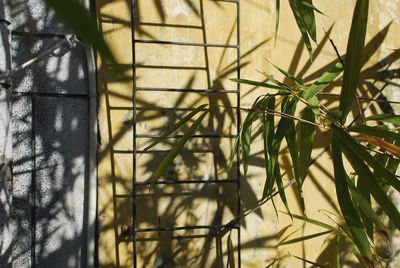 Close-up of plants growing against sky