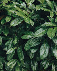 Full frame shot of leaves