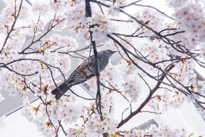 Cherry blossoms in spring