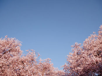 Low angle view of cherry blossom tree against clear blue sky