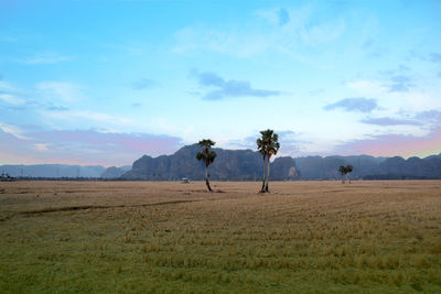 Scenic view of field against sky