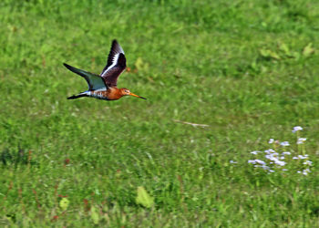 Bird flying in grass