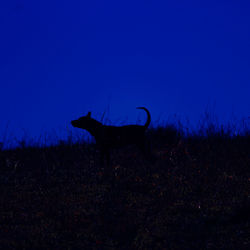 Silhouette horse on field against sky at night