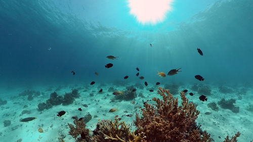 Flock of birds swimming in sea