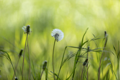 Close-up of dandelion on field