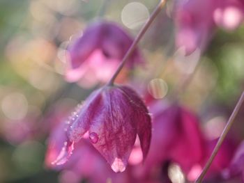 Close-up of pink flowering plant. rhodochiton backlit with bokeh. 