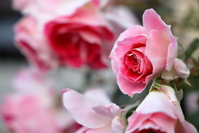 Close-up of pink rose