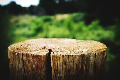 Close-up of tree stump on field