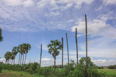 Low angle view of palm trees against sky