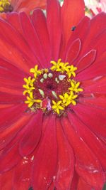 Close-up of yellow flower blooming outdoors