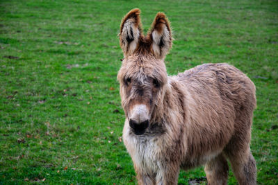 Horse standing in a field