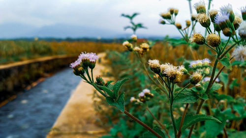 Close-up of flowering plant on field