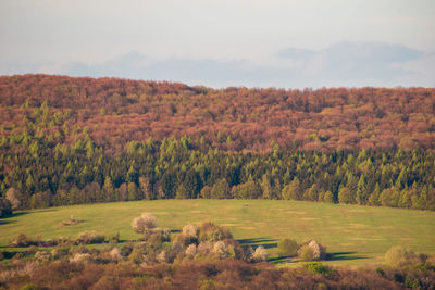 Trees on field against sky during autumn