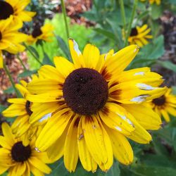 Close-up of sunflower