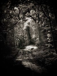 Trees in forest