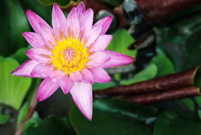 Close-up of pink flower