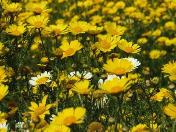 Close-up of yellow flowering plants on field