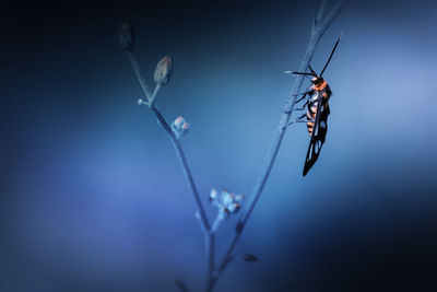 Close-up of insect on plant