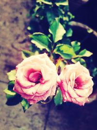 Close-up of pink rose