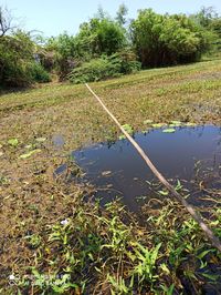 Scenic view of swamp on field against sky