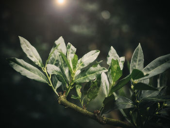 Close-up of fresh green plant