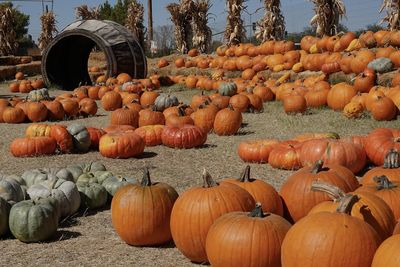 Hundreds of pumpkins are gathered together and stacked on hay in a pumpkin patch.