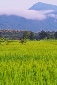 Scenic view of agricultural field against sky