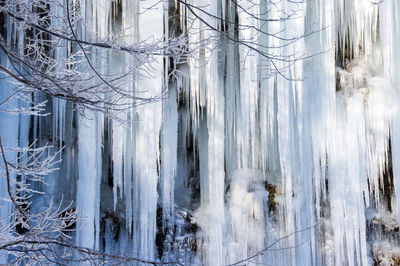 Panoramic view of frozen trees and plants in winter