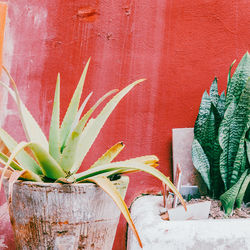 Close-up of succulent plant against wall