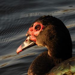 Close-up of a duck