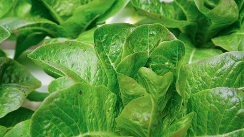 Full frame shot of green leaves