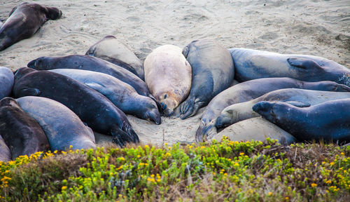 View of seals on beach