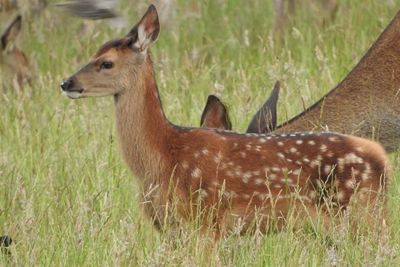 Giraffe on field