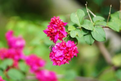 Close-up of pink flowering plant