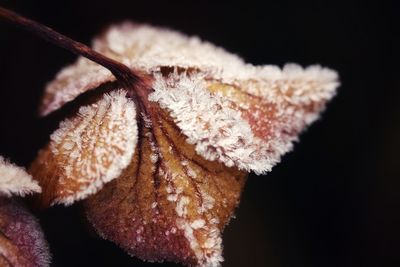 Close-up of snow on plant