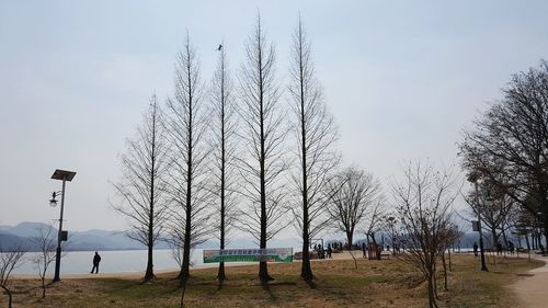 Trees in park