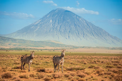 Scenic view of field against mountain