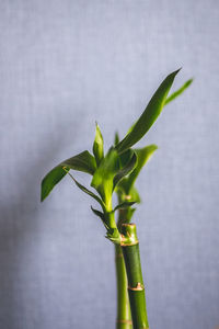 Close-up of plant against wall