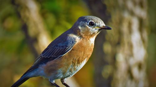 Close-up of bird perching on branch