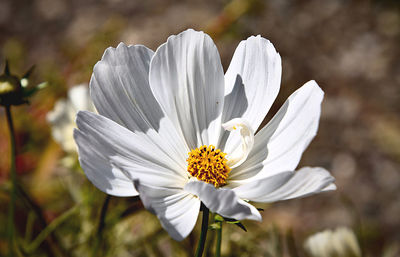 Close-up of white flower