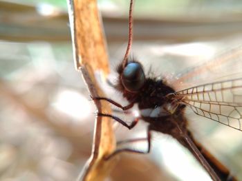 Close-up of insect