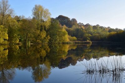 Reflection of trees in calm lake