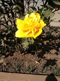 Close-up of yellow flower