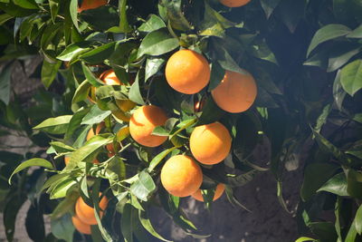 Orange fruits growing on tree