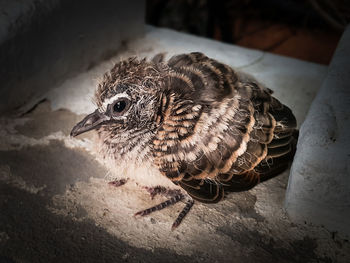 Close-up of a bird