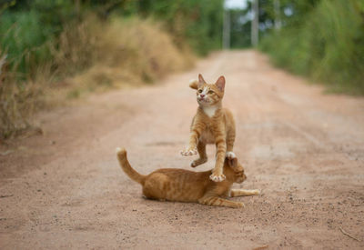 Cats on a road