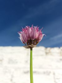 Close-up of pink flower blooming against sky