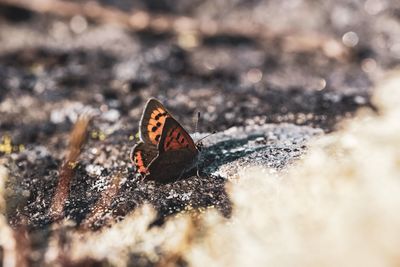 Close-up of butterfly on the ground